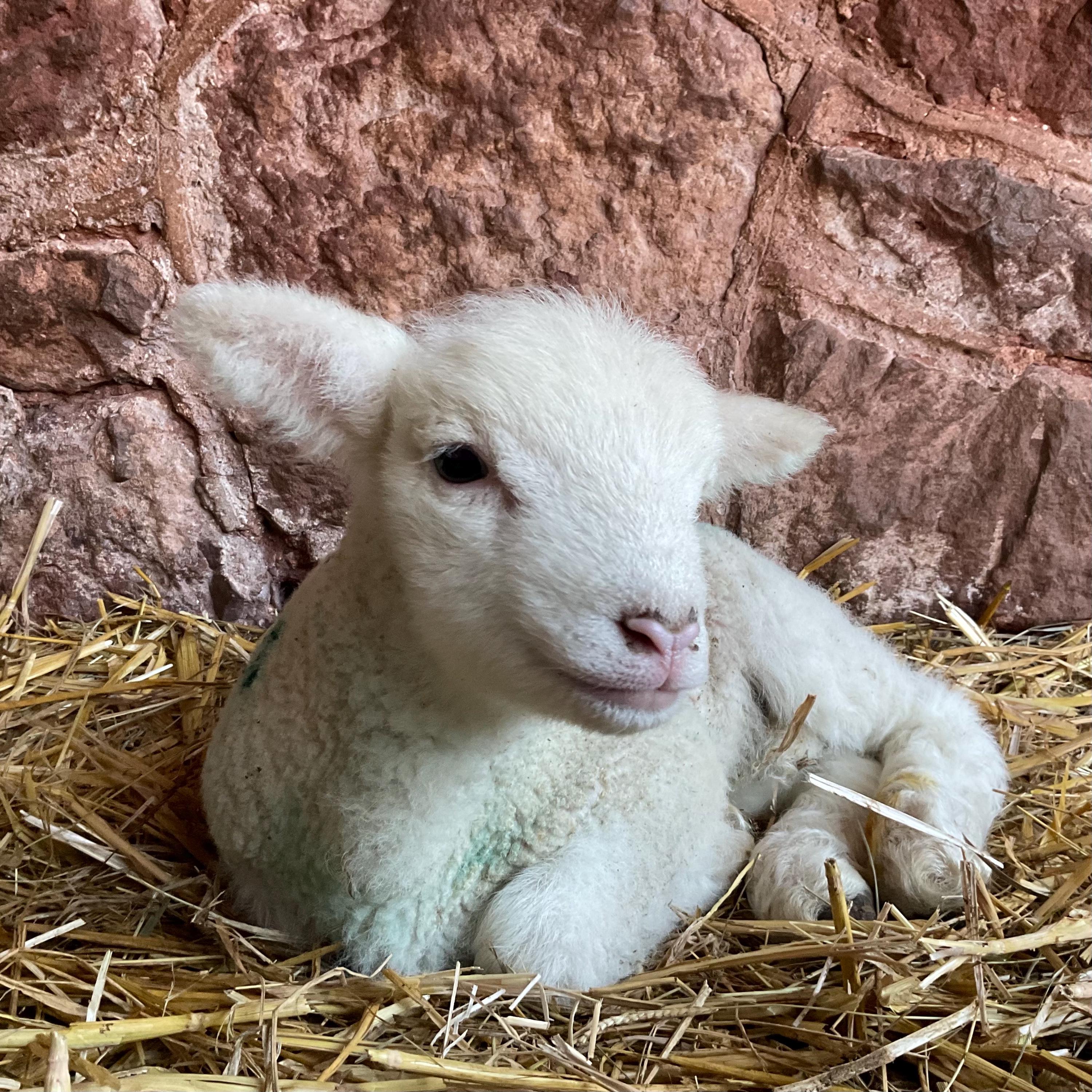 lamb stained glass decoration