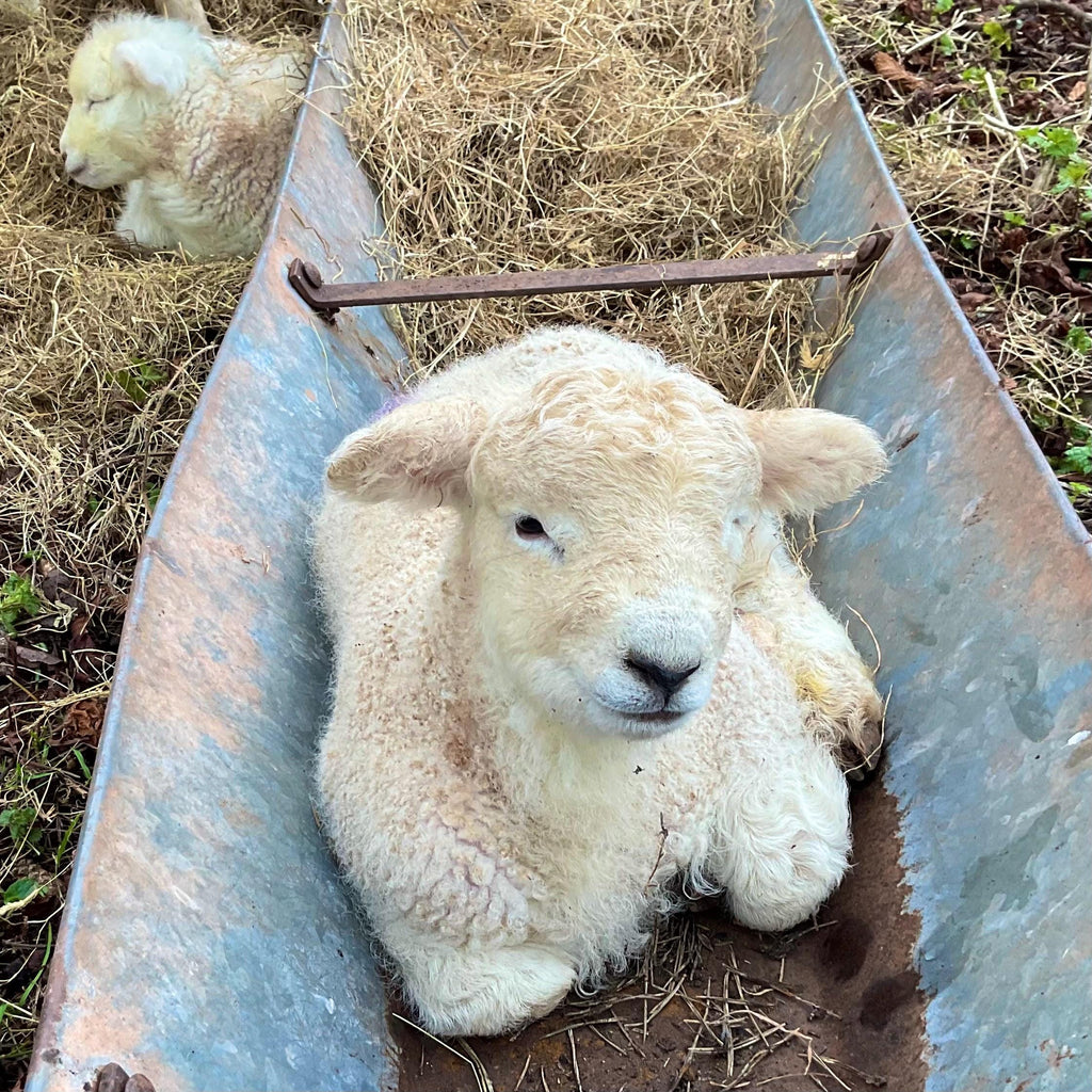 lamb stained glass decoration